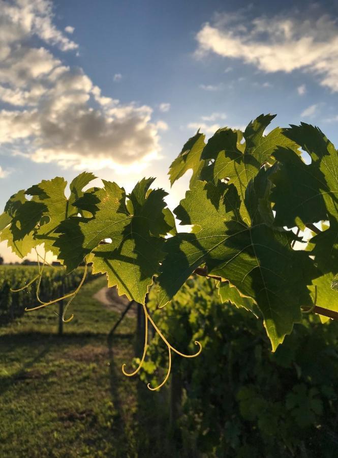 L'Oree Des Vignes Saint-Emilion Exterior photo